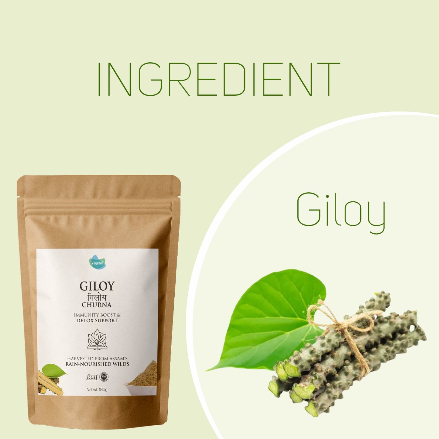 Vegetal Giloy Churna Powder 180g | Tinospora Cordifolia | Immunity Booster, Natural Detox, Ayurvedic Blood Purifier | Harvested from Assam’s Wilds | Herbal Supplement for Fever & Wellness