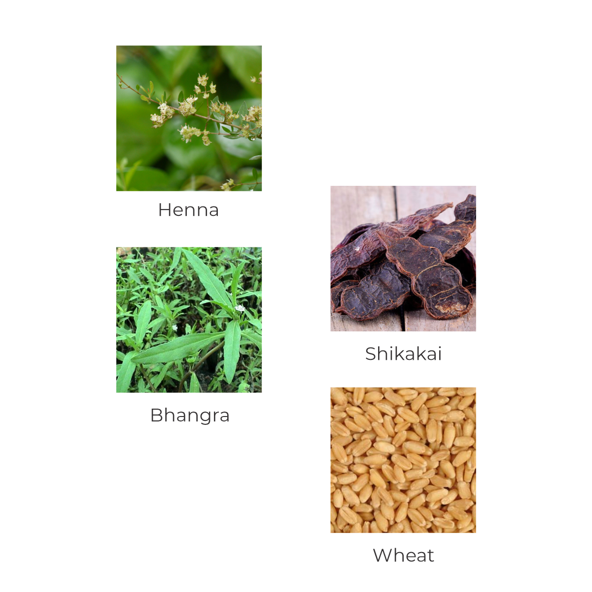 Vegetal HairWell -An Hair Fall Treatment And Regrowth Product 100g